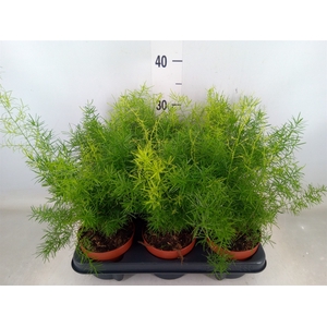 Asparagus dens. 'Sprengeri'