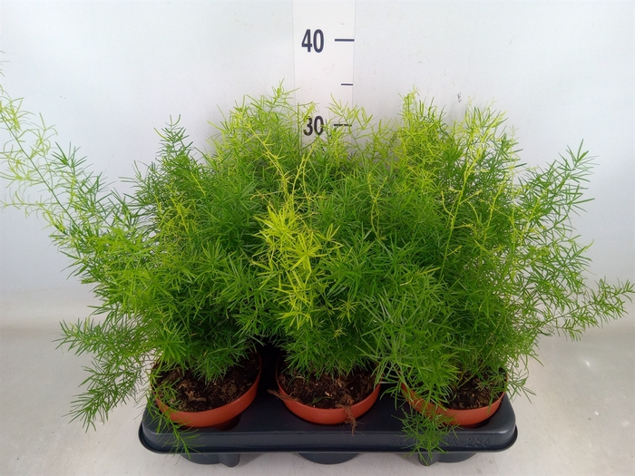 <h4>Asparagus dens. 'Sprengeri'</h4>