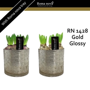 1428 - Gold Glossy (Hyacint)