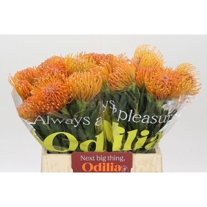 LEUC LINEARE 'AYOBA PEACH'