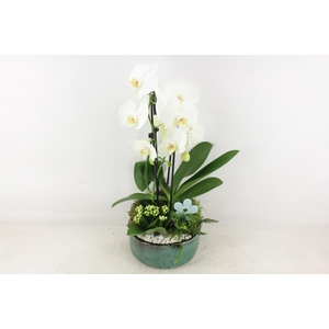 arr2 PL - Ker. pot verde Phal. 285/3 V2