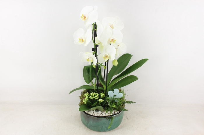 <h4>arr2 PL - Ker. pot verde Phal. 285/3 V2</h4>