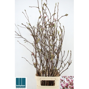 MAGNOLIA GRANDIFLORA