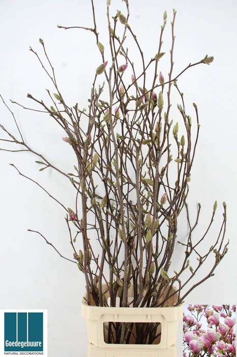 <h4>MAGNOLIA GRANDIFLORA</h4>