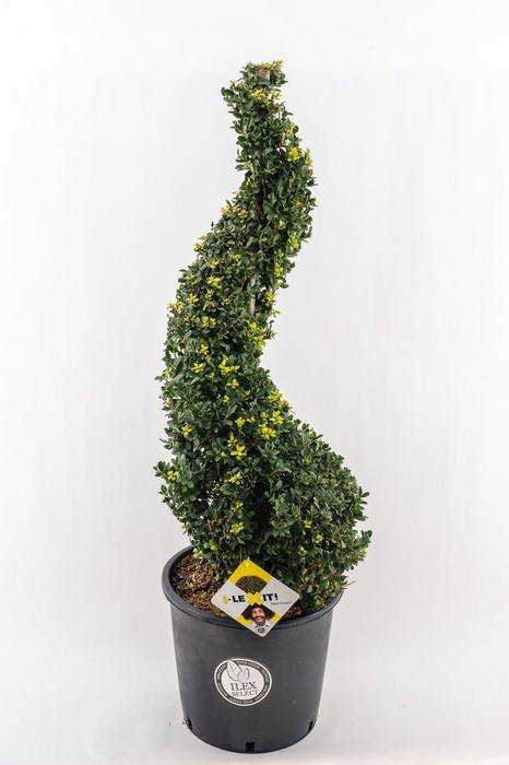 <h4>Ilex crenata Dark Green, P34, Spiraal 90-100cm</h4>