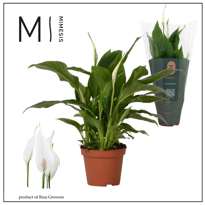 <h4>Spathiphyllum Chopin</h4>