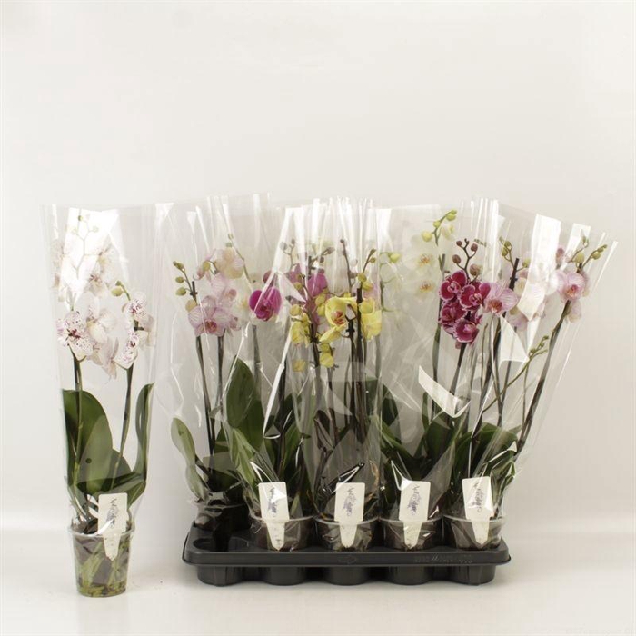 <h4>PHAL GEM 6 KL</h4>