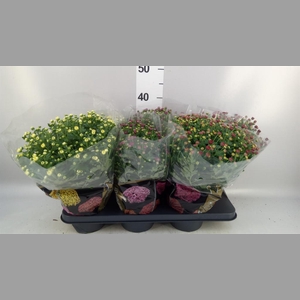 Chrysanthemum  'Jasoda'  ..mix