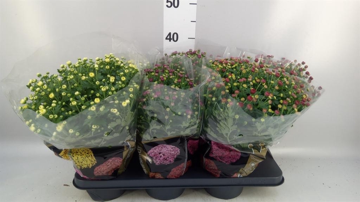 <h4>Chrysanthemum  'Jasoda'  ..mix</h4>