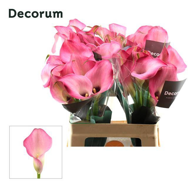 <h4>Zantedeschia zazu</h4>
