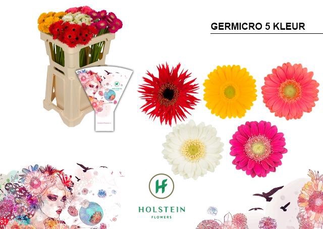 <h4>GE NA GERMICRO GEM</h4>