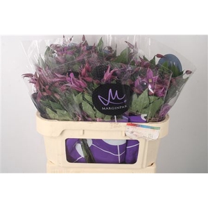 Clematis Amazing Rome Purple