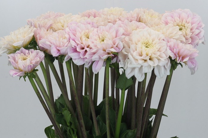 <h4>Dahlia Sweet Love</h4>