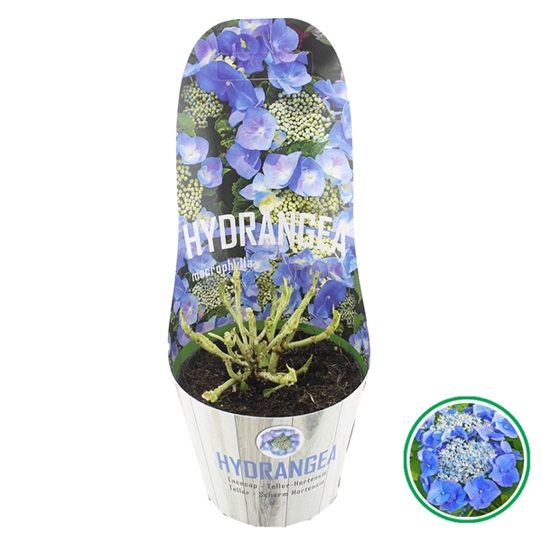 <h4>Hydrangea teller Blauw C2 (17cm) Potcover</h4>