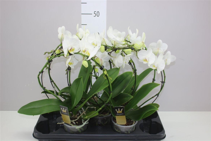 <h4>Phal Mirror Wit</h4>