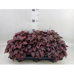 Peperomia caperata 'Cayenne'