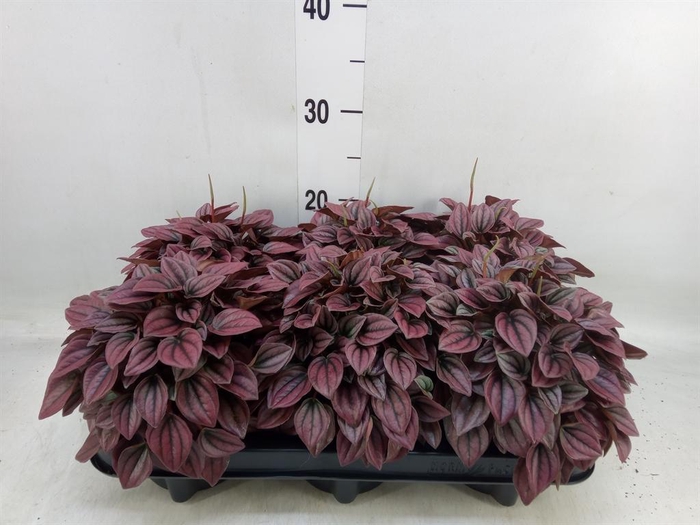 <h4>Peperomia caperata 'Cayenne'</h4>