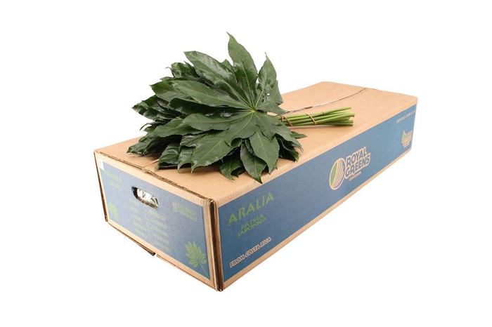 <h4>Aralia Large</h4>