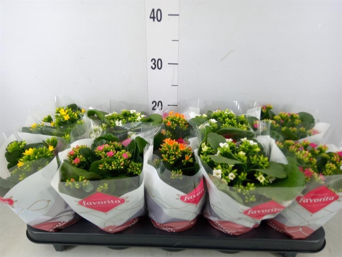 <h4>Kalanchoe blos.   ..mix 5</h4>