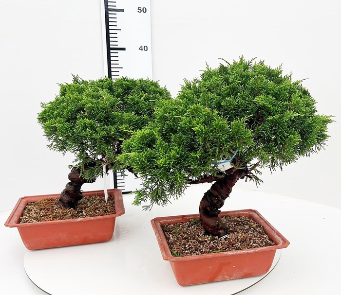 <h4>Juniperus chinensis, 21cm., twisted trunk, in trainingspot</h4>