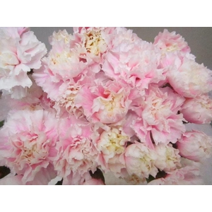 Di St G Pastel Pink