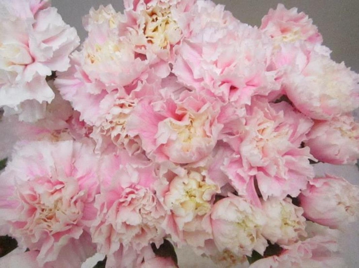 <h4>Di St G Pastel Pink</h4>