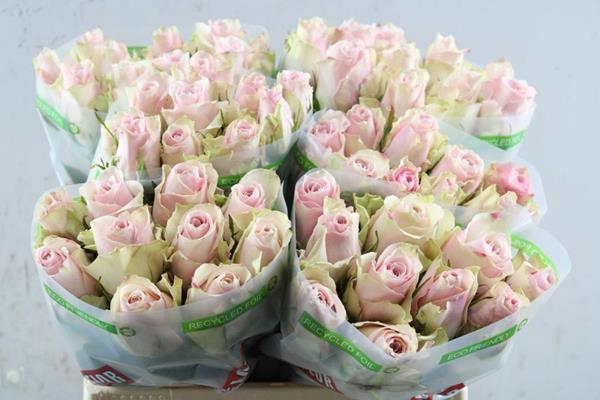 <h4>R Gr Pink Athena L40</h4>