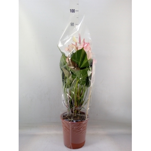 Anthurium  'Pr. Amalia Elegance'