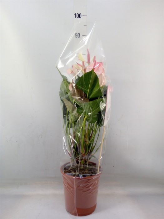 <h4>Anthurium  'Pr. Amalia Elegance'</h4>