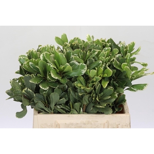 Pittosporum Ilan