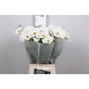Cosmos Bipin White