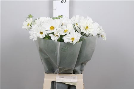 <h4>Cosmos Bipin White</h4>