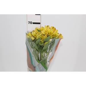 ALSTROEMERIA CARIBBEAN 070 CM