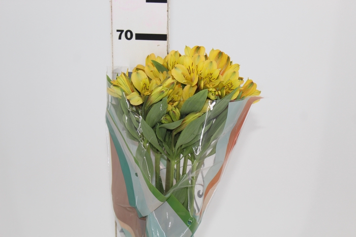 <h4>ALSTROEMERIA CARIBBEAN 070 CM</h4>