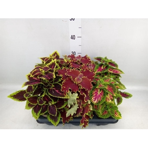 Plectranthus col.   ...mix