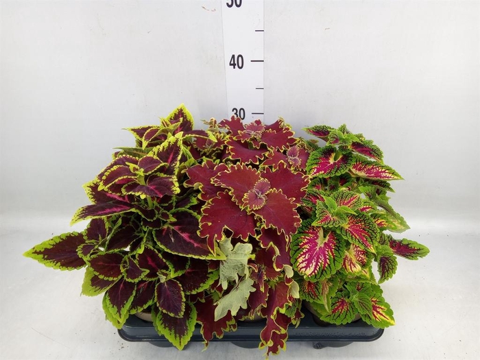 <h4>Plectranthus col.   ...mix</h4>