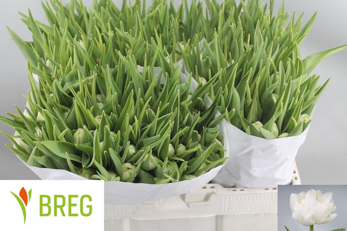 <h4>TU DU NORTHCAP</h4>