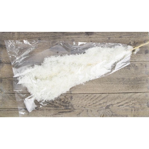 Asp myriocladus gepr. gebl.100gr.