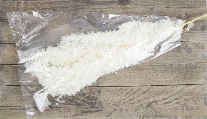 <h4>Asp myriocladus gepr. gebl.100gr.</h4>