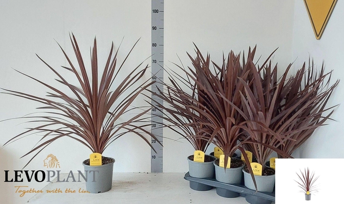 <h4>CORD AUS RED STAR</h4>