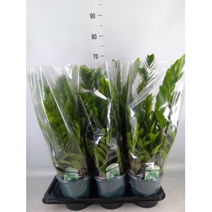 Zamioculcas zamiifolia