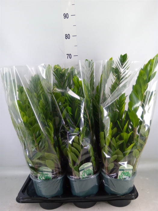 <h4>Zamioculcas zamiifolia</h4>