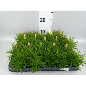 Senecio archeri 'Himalaya'
