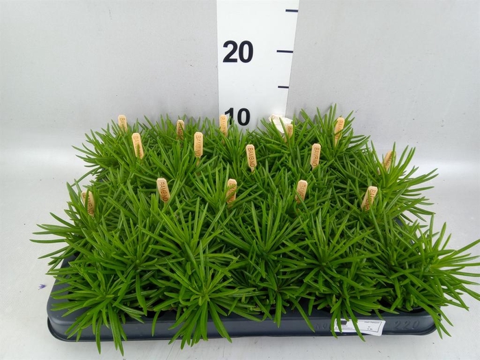 <h4>Senecio archeri 'Himalaya'</h4>