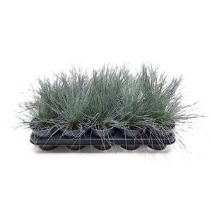 Festuca Glaucanta