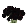 Scabiosa Blackberry Scoob