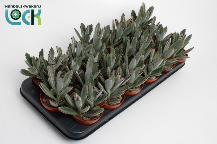 <h4>Kalanchoe Tomentosa</h4>