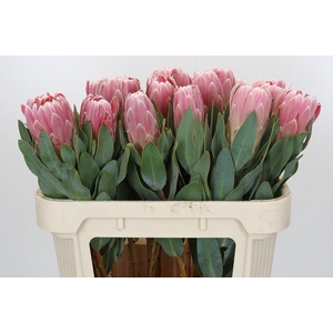Protea Penny Pink