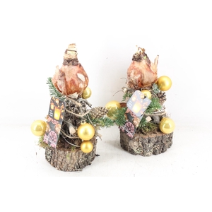 arr4 Amaryllis MB - Stam ballen GOLD led