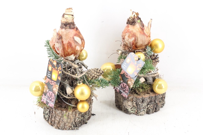 <h4>arr4 Amaryllis MB - Stam ballen GOLD led</h4>